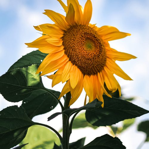 benefits to growing sunflowers