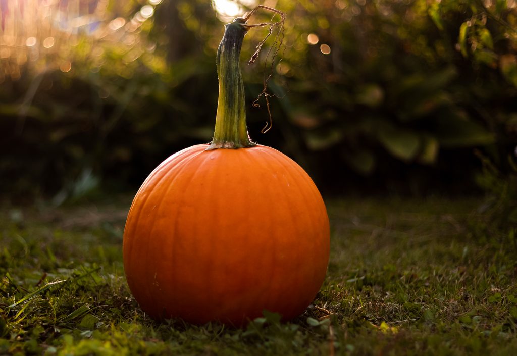 fall bucket list