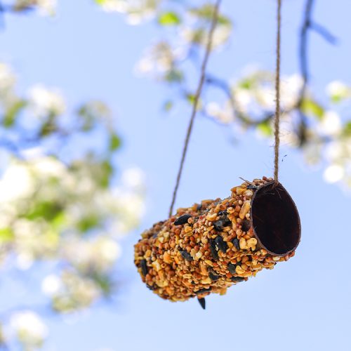 diy bird feeder